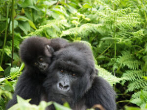 Gorilla tracking in Rwanda