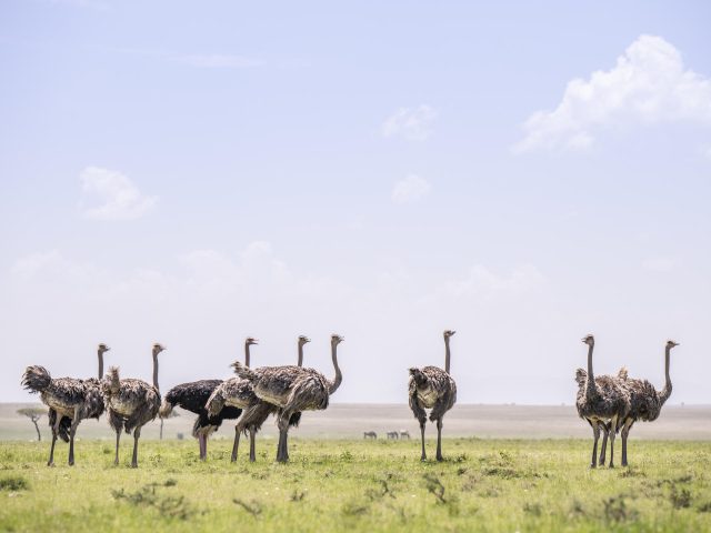 1743147607560_Ostrich