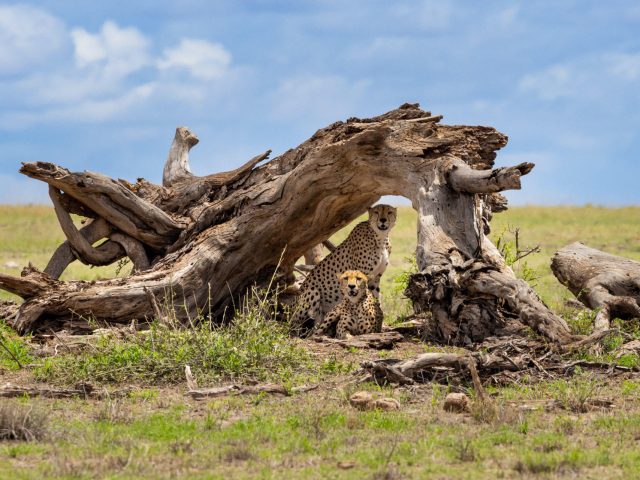Cheetahs in Amboseli National Park