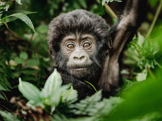 Erebero Hills Baby Gorilla