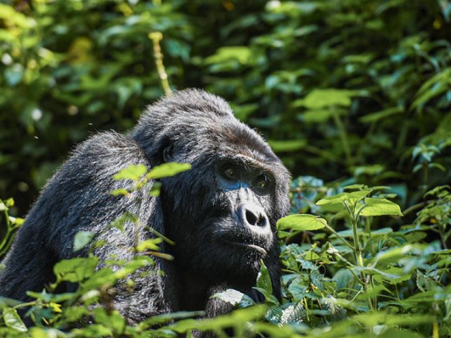 Erebero Hills Gorilla