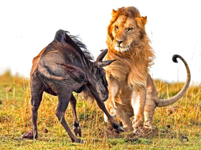PIC FROM ADITYA SINGH / CATERS NEWS - (PICTURED: The lion starts the attack on the wildebeast) - This is the dramatic moment a ferocious lion killed a wildebeest in less than 60 seconds - with each action-packed moment caught on camera in vivid detail. The brutal battle depicts the sheer strength of the mighty lion as it is pictured pouncing on a hapless wildebeest and killing it in a matter of seconds. The action was shot in the Maasai Mara by photographer, Aditya Singh, who lives in Rajasthan in India. SEE CATERS COPY