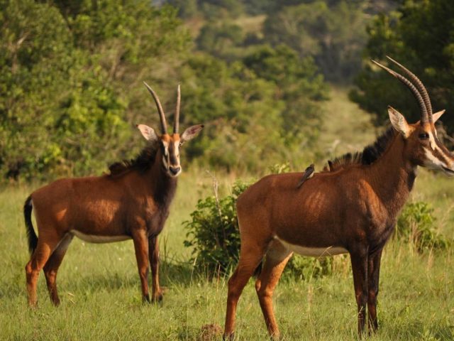 Sable Antelope 3