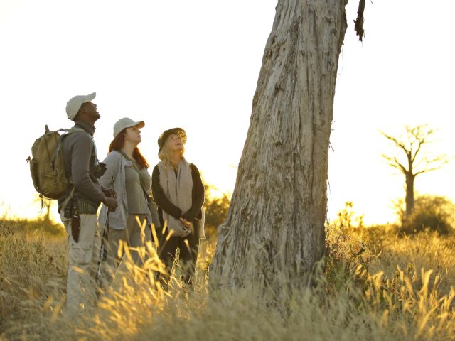 asilia_jabali_2018-103.1