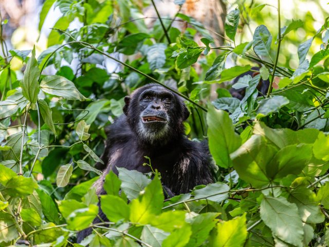 sinamatella_-_tanzania_-_mahale_-_20180715_-_1439
